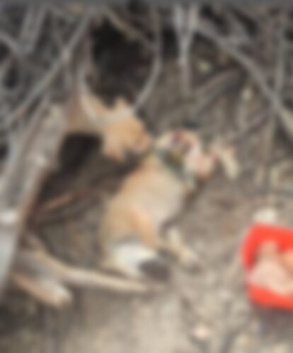 “A situação dos animais na Univasf é revoltante”, denuncia página no Instagram
