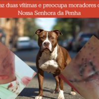Ataques de pit bull deixam moradores do bairro Nossa Senhora da Penha em alerta, em Juazeiro